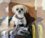 Small Photo #1 Mal-Shi Puppy For Sale in ROGERS, MN, USA