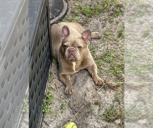 Father of the French Bulldog puppies born on 01/15/2024