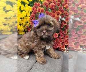 ShihPoo Puppy for sale in INDIANAPOLIS, IN, USA