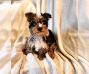 Yorkshire Terrier Puppy for sale in HERCULES, CA, USA