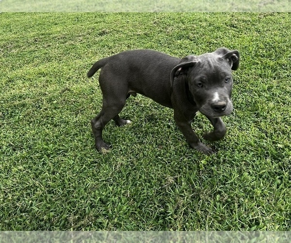 Medium Photo #5 Cane Corso Puppy For Sale in FREDERICKSBURG, VA, USA