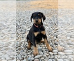 Small Photo #1 Doberman Pinscher Puppy For Sale in GUSTINE, CA, USA