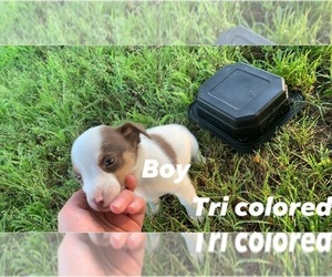 Jack Russell Terrier Puppy for sale in SASAKWA, OK, USA