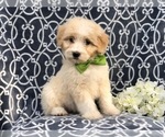 Small #5 Aussiedoodle