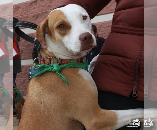 Medium Photo #6 Labrador Retriever-Unknown Mix Puppy For Sale in Washington, DC, USA
