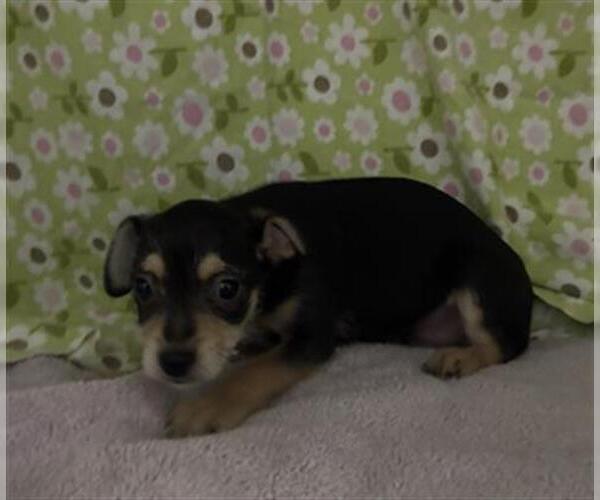Medium Photo #2 Mutt Puppy For Sale in Redlands, CA, USA