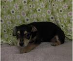 Small #1 Mutt