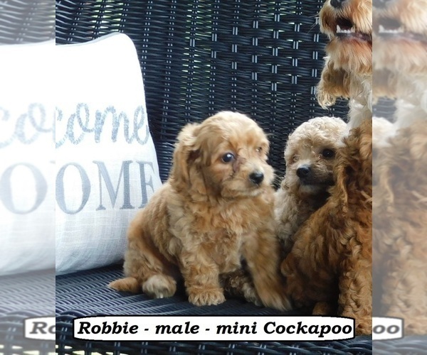 Medium Photo #3 Cock-A-Poo Puppy For Sale in CLARKRANGE, TN, USA