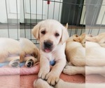 Small Photo #11 Labrador Retriever Puppy For Sale in WATERFORD, WI, USA