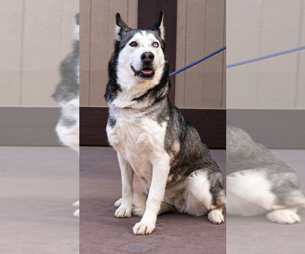 Medium Photo #8 Siberian Husky-Unknown Mix Puppy For Sale in Lake Forest, CA, USA