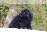 Small #15 Poodle (Toy)