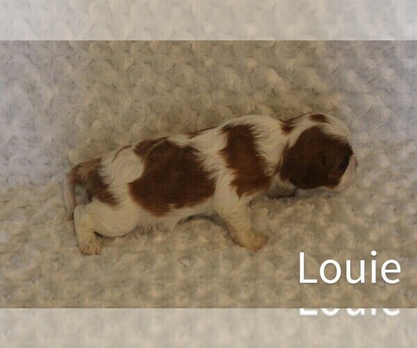 Medium Photo #6 Cavalier King Charles Spaniel Puppy For Sale in HOMELAND, CA, USA