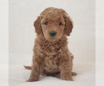 Puppy Waffles Lt Blue Goldendoodle (Miniature)