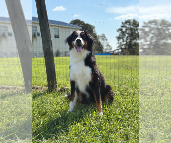 Medium Photo #4 Bernese Mountain Dog Puppy For Sale in Pacolet, SC, USA