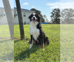Small Photo #4 Bernese Mountain Dog Puppy For Sale in Pacolet, SC, USA
