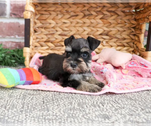 Medium Photo #6 Schnauzer (Miniature) Puppy For Sale in SYRACUSE, IN, USA