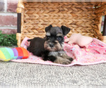 Small #5 Schnauzer (Miniature)