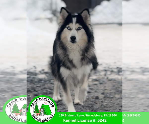 Medium Photo #2 Pomsky Puppy For Sale in Stroudsburg, PA, USA