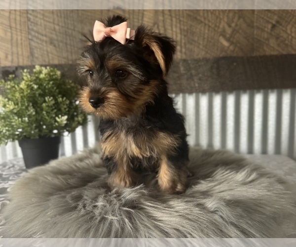 Medium Photo #2 Yorkshire Terrier Puppy For Sale in NAPPANEE, IN, USA