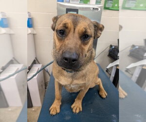 Labrador Retriever-Unknown Mix Dogs for adoption in Mobile, AL, USA