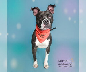Mutt Dogs for adoption in Corona, CA, USA