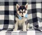 Small Photo #1 Siberian Husky Puppy For Sale in LAKELAND, FL, USA