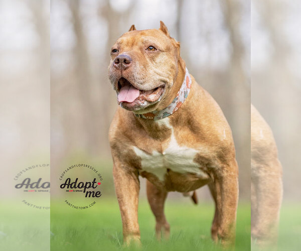 Medium Photo #10 American Pit Bull Terrier Puppy For Sale in Westminster, MA, USA
