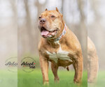 Small #9 American Pit Bull Terrier