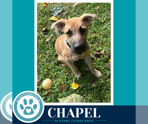 Chapel 100326 - Female Mutt Dog for Adoption - Photo #4