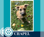 Small Photo #4 Mutt Puppy For Sale in Kimberton, PA, USA