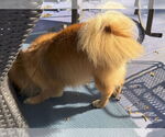 Small #1 Pomeranian