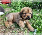 Image preview for Ad Listing. Nickname: Zelda