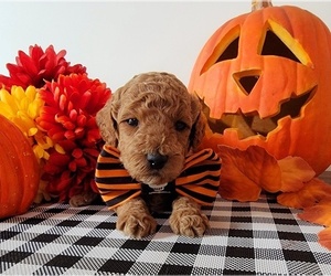 Goldendoodle-Poodle (Toy) Mix Puppy for sale in THE VILLAGES, FL, USA