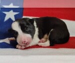Small Photo #48 Border Collie Puppy For Sale in NORBORNE, MO, USA
