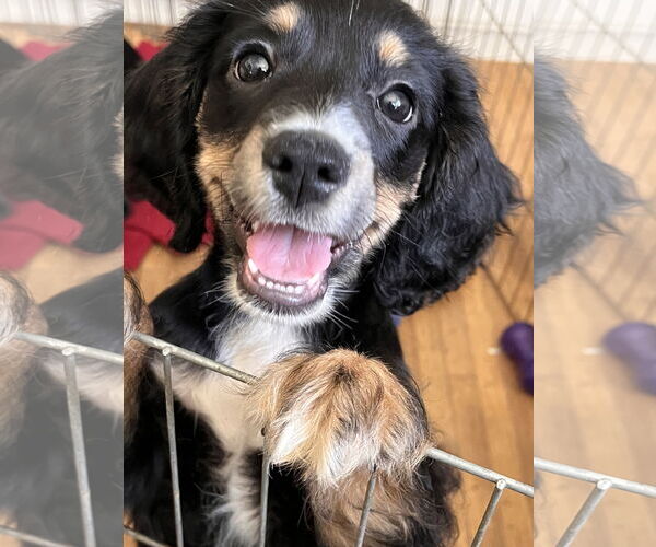 Medium Photo #1 Chihuahua-Cocker Spaniel Mix Puppy For Sale in Lake Elsinore, CA, USA