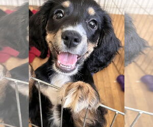 Chihuahua-Cocker Spaniel Mix Dogs for adoption in Lake Elsinore, CA, USA