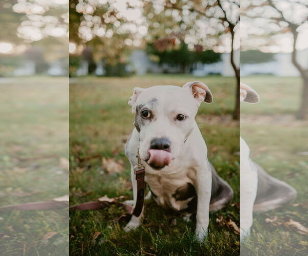 Medium Photo #1 American Pit Bull Terrier Puppy For Sale in Cape May, NJ, USA