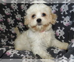 Small Photo #22 Maltese Puppy For Sale in PATERSON, NJ, USA