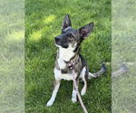 Small #1 Mutt