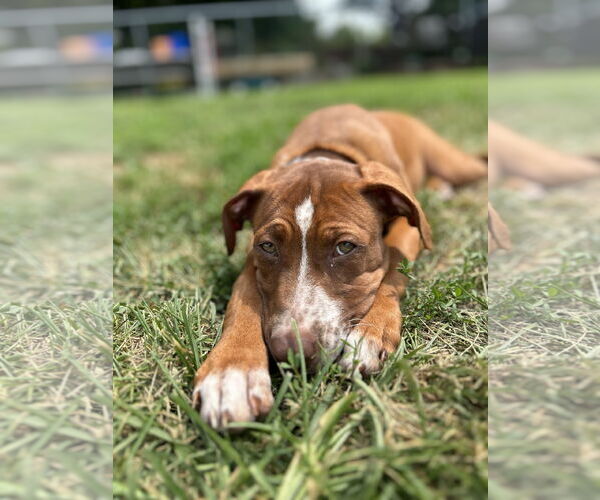 Medium Photo #1 Mutt Puppy For Sale in Doylestown, PA, USA