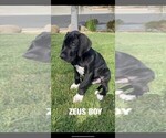 Small Photo #2 Great Dane Puppy For Sale in NORCO, CA, USA