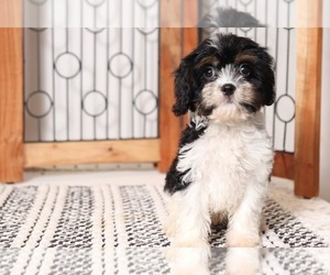Cavapoo Puppy for sale in NAPLES, FL, USA
