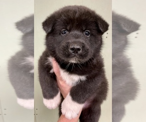 Akita Puppy for sale in HARRISVILLE, NY, USA