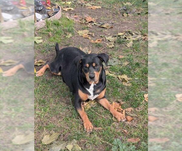 Medium Photo #1 Rottweiler-Unknown Mix Puppy For Sale in Stockton, CA, USA