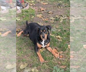 Rottweiler-Unknown Mix Dogs for adoption in Stockton, CA, USA