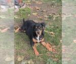 A364662 - Female Rottweiler-Unknown Mix Dog for Adoption - Small photo