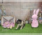 Small #2 Catahoula Leopard Dog