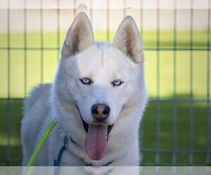 Siberian Husky Dogs for adoption in Martinez, CA, USA