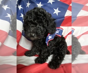 Poodle (Toy) Puppy for Sale in SLIDELL, Louisiana USA