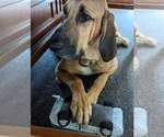 Small #7 Bloodhound-Great Dane Mix